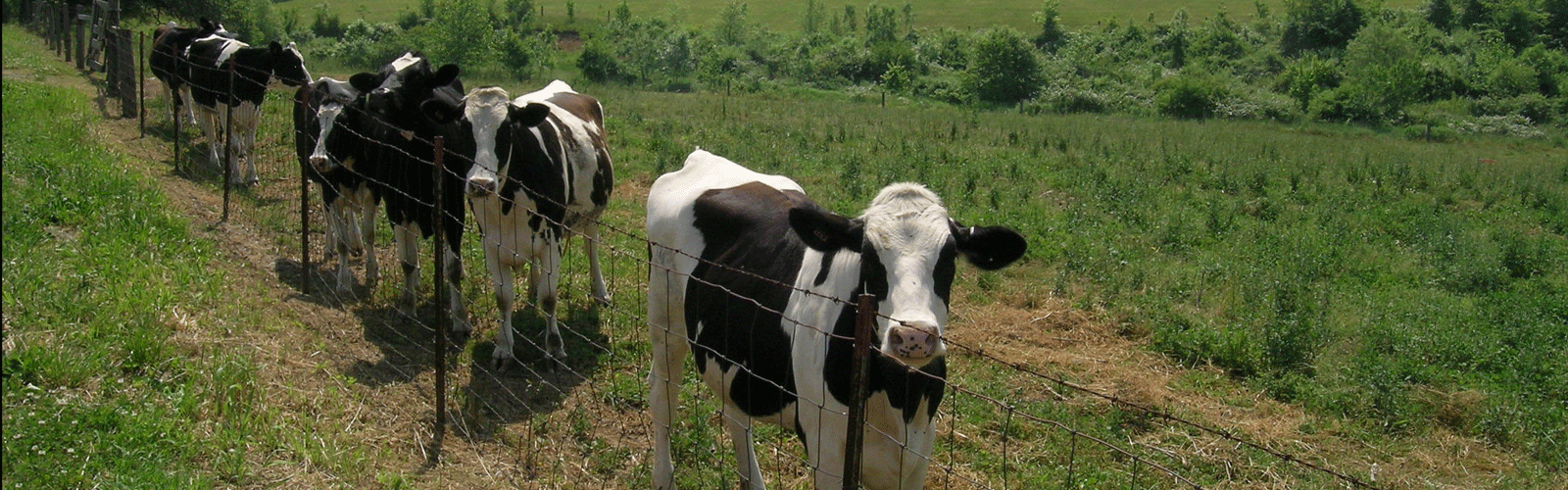 Cows